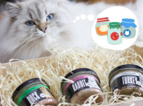6 Best Cat Lover Gift Basket Ideas for Pet Owners
